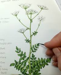 Image result for Pastinaca sativa