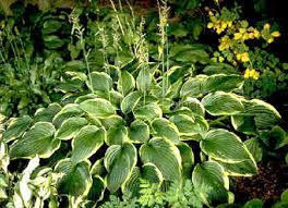Image result for Hosta fortunei albomarginata