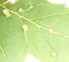 Attēlu rezultāti vaicājumam “Vasates quadripedes”