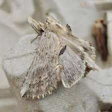 Attēlu rezultāti vaicājumam “Pterostoma palpina”