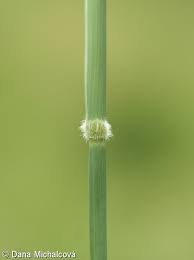 Attēlu rezultāti vaicājumam “Holcus mollis”