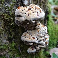 Attēlu rezultāti vaicājumam “Skeletocutis carneogrisea”