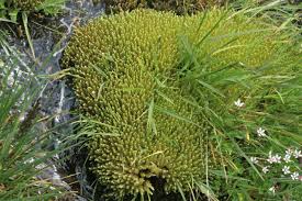 Attēlu rezultāti vaicājumam “Bryum schleicheri”