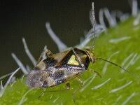 Attēlu rezultāti vaicājumam “Orthops campestris”