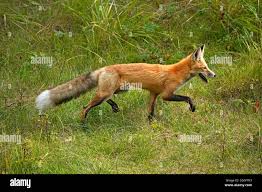 Attēlu rezultāti vaicājumam “Vulpes vulpes  adult”