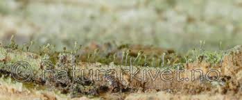 Attēlu rezultāti vaicājumam “Chaenotheca laevigata”