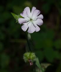 Attēlu rezultāti vaicājumam “Silene latifolia subsp. alba flower”