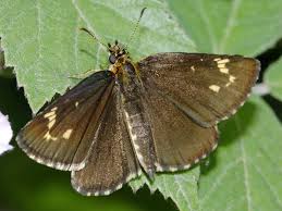 Attēlu rezultāti vaicājumam “Carterocephalus silvicolus female”