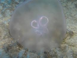 Attēlu rezultāti vaicājumam “Aurelia aurita”