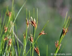 Attēlu rezultāti vaicājumam “Rhynchospora fusca”
