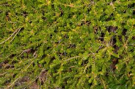 Attēlu rezultāti vaicājumam “Empetraceae”