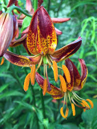 Attēlu rezultāti vaicājumam “Lilium martagon flower”