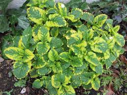 Attēlu rezultāti vaicājumam “Melissa officinalis leaf”