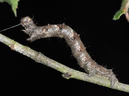 Attēlu rezultāti vaicājumam “Phigalia pilosaria”