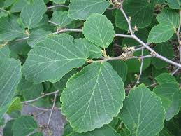 Attēlu rezultāti vaicājumam “Hamamelis”