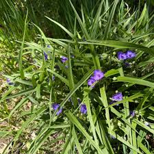 Attēlu rezultāti vaicājumam “Tradescantia virginiana”