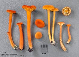 Attēlu rezultāti vaicājumam “Hygrocybe cantharellus”