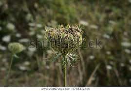 Attēlu rezultāti vaicājumam “Daucus carota subsp. carota fruit”