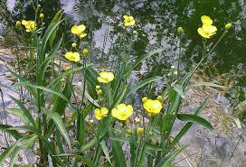 Attēlu rezultāti vaicājumam “Ranunculus lingua”