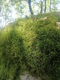 Attēlu rezultāti vaicājumam “Antitrichia curtipendula”