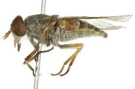 Attēlu rezultāti vaicājumam “Atylotus sp.”