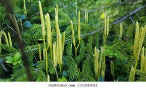 Attēlu rezultāti vaicājumam “Seligeria pusilla sporophyte”