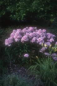 Image result for Phlox paniculata `Bright Eyes`