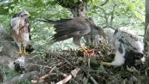Attēlu rezultāti vaicājumam “Accipiter gentilis nest”