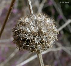 Image result for Marrubium vulgare