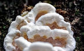 Attēlu rezultāti vaicājumam “Gloeoporus dichrous”