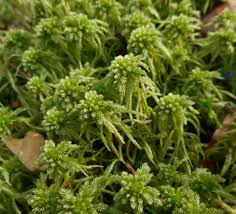 Attēlu rezultāti vaicājumam “Sphagnum contortum”