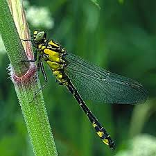 Attēlu rezultāti vaicājumam “Gomphus vulgatissimus”