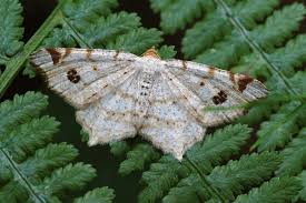 Attēlu rezultāti vaicājumam “Macaria notata”