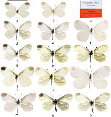 Attēlu rezultāti vaicājumam “Leptidea sinapis”