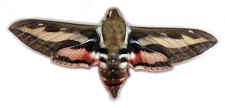 Attēlu rezultāti vaicājumam “Hyles gallii”