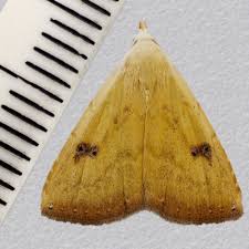 Attēlu rezultāti vaicājumam “Rivula sericealis”