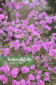 Attēlu rezultāti vaicājumam “Rhododendron sichotense flower”