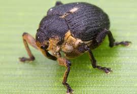 Attēlu rezultāti vaicājumam “Mononychus punctumalbum”