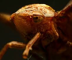 Attēlu rezultāti vaicājumam “Palomena prasina imago”