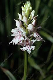 Attēlu rezultāti vaicājumam “Dactylorhiza fuchsii bud”