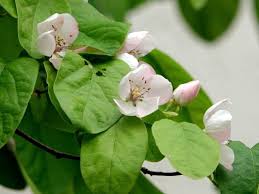 Attēlu rezultāti vaicājumam “Cydonia oblonga flower”