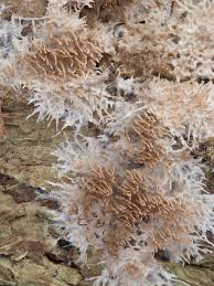 Attēlu rezultāti vaicājumam “Hydnocristella himantia”