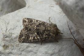 Attēlu rezultāti vaicājumam “Hadena rivularis”