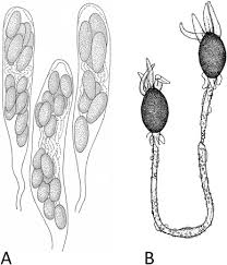 Attēlu rezultāti vaicājumam “Symphytocarpus impexus spores”