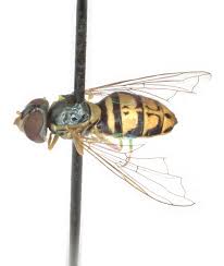 Attēlu rezultāti vaicājumam “Syrphidae”