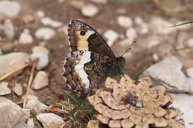 Attēlu rezultāti vaicājumam “Hipparchia alcyone underside”