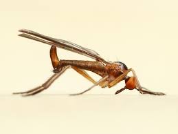 Attēlu rezultāti vaicājumam “Empididae”