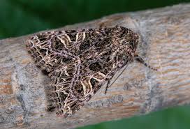 Attēlu rezultāti vaicājumam “Hadena rivularis”