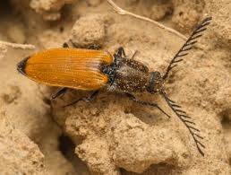 Attēlu rezultāti vaicājumam “Anostirus castaneus”