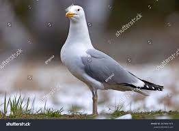 Image result for Larus cachinnans
